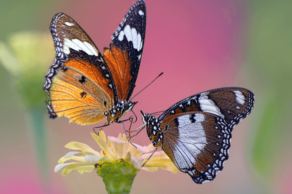 Butterfly Farm