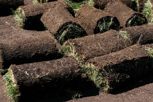 sod farming