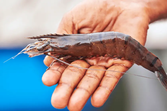 shrimp farm