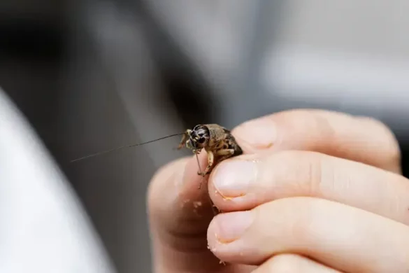 cricket farming