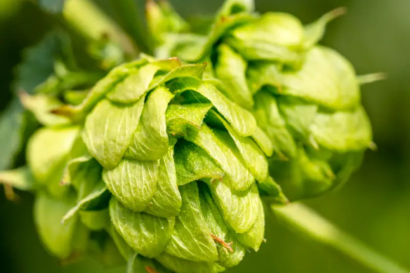 hop farm