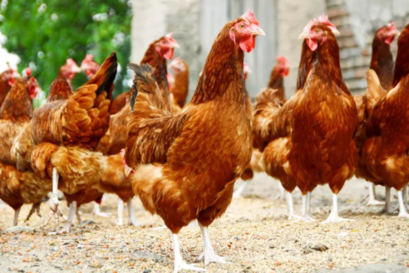 egg farm