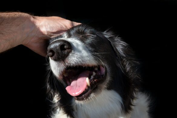 Study: Petting Other People's Dogs Reduces Stress