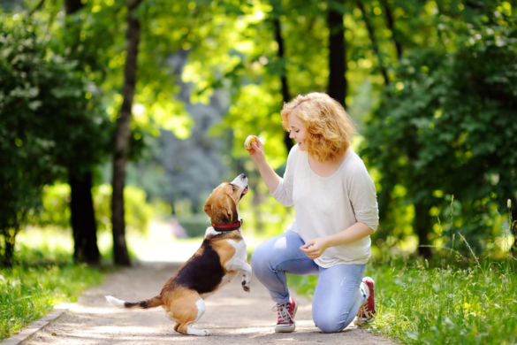 family business ideas, pet sitting