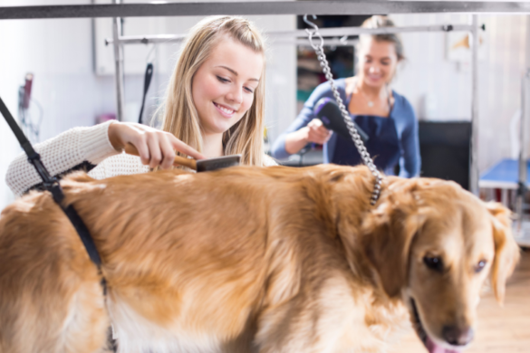Dog Grooming Business