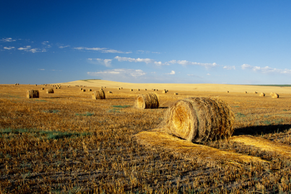 How to Start a Hay Farm