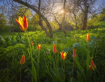 Wild Tulips in Kyrgyzstan